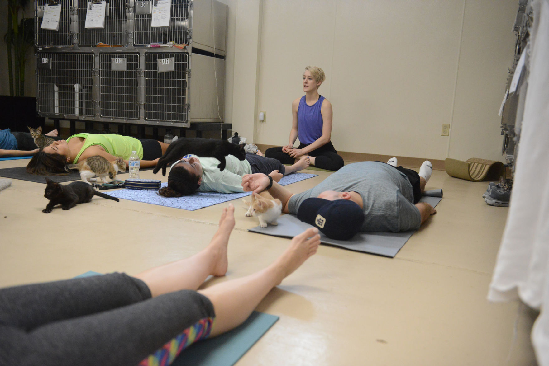 Cat Yoga at Aggieland Humane Society